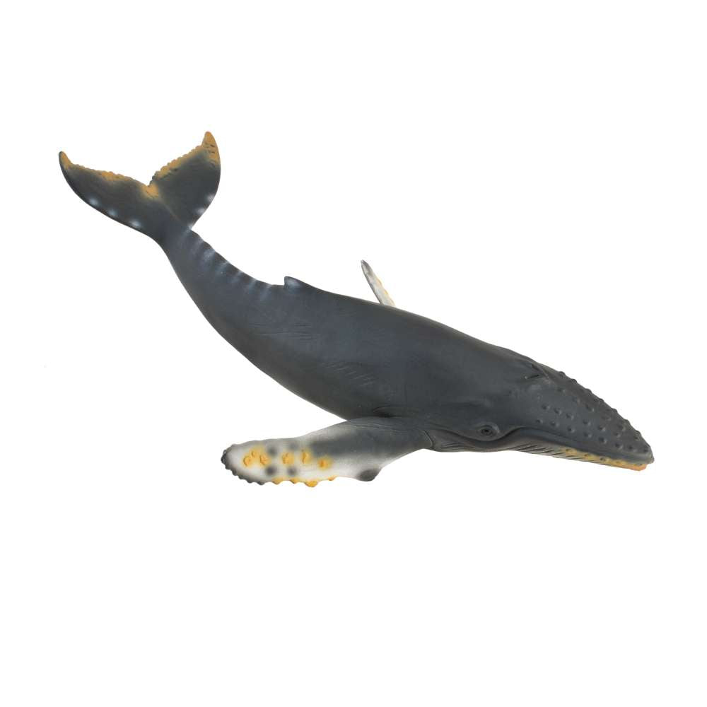 Humpback Whale