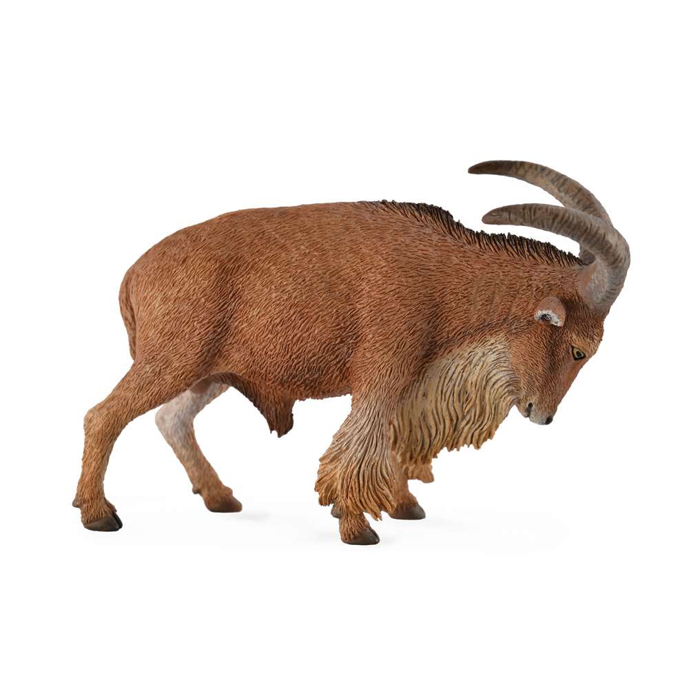 Barbary Sheep