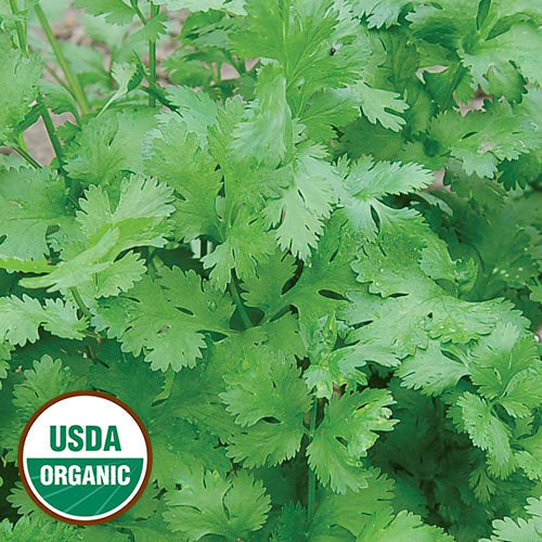 Herb Seeds