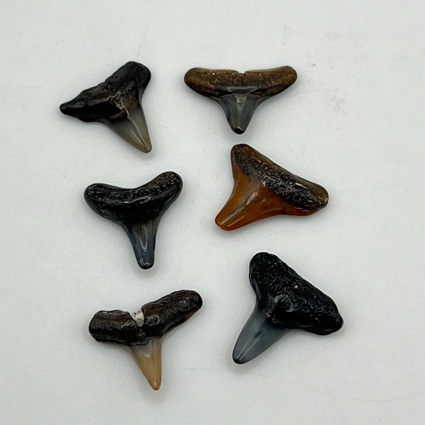 Set of 6 Shark Teeth - 1/12 Scale Dollhouse Miniature