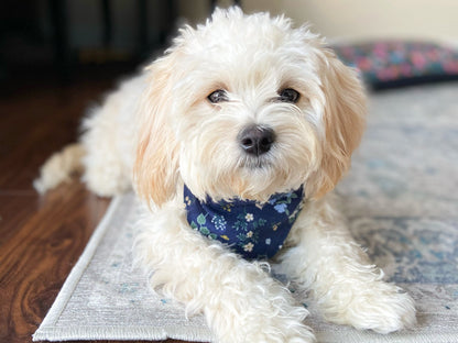 "Lucky Dood" Dog Bandana