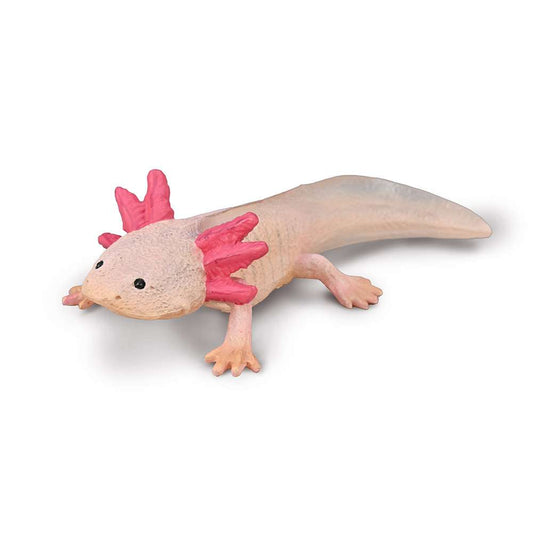 Axolotl