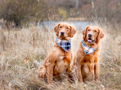 "Lucky Dood" Dog Bandana