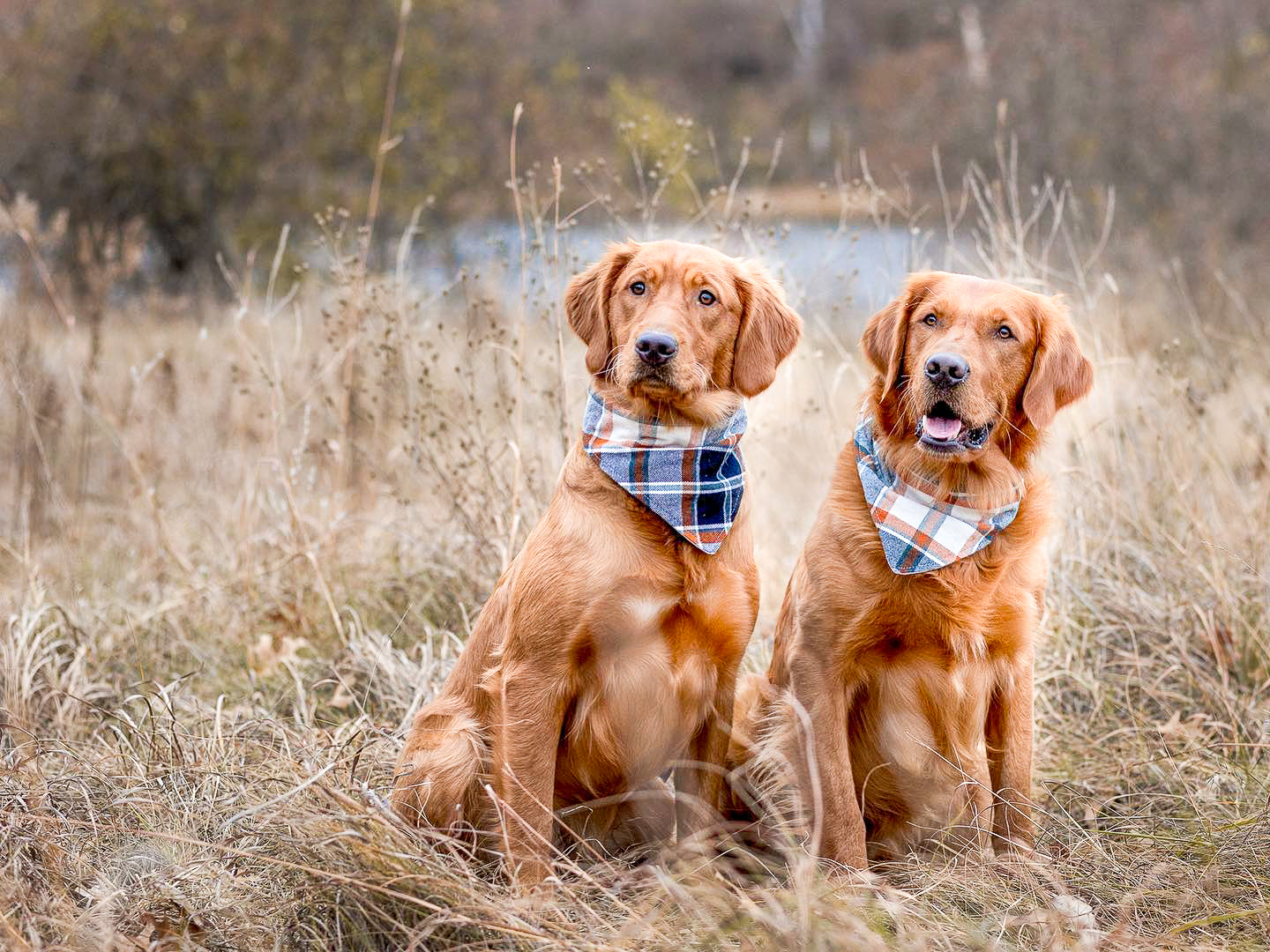 "I Love Mom" Dog Bandana